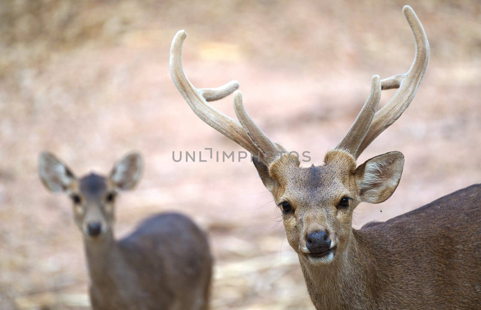 male and female hog deer ( Hyelaphus porcinus )