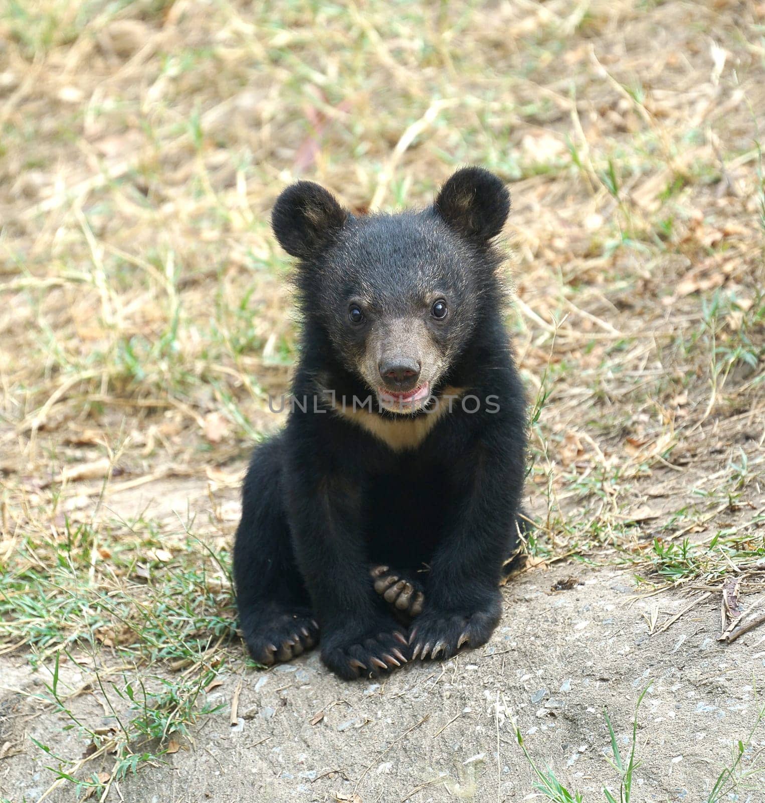young asiatic black bear ( usus thibetanus )