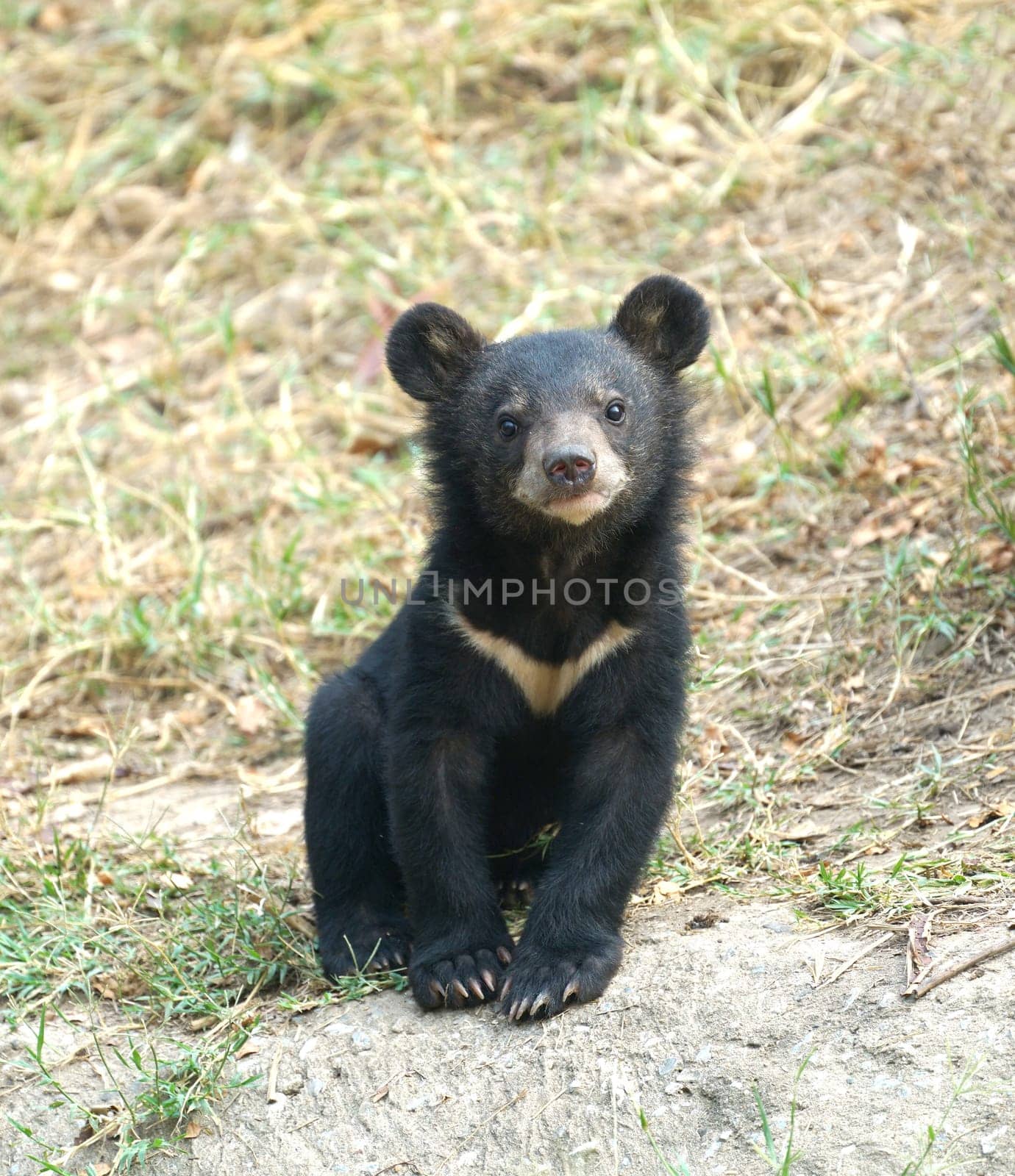 young asiatic black bear ( usus thibetanus )