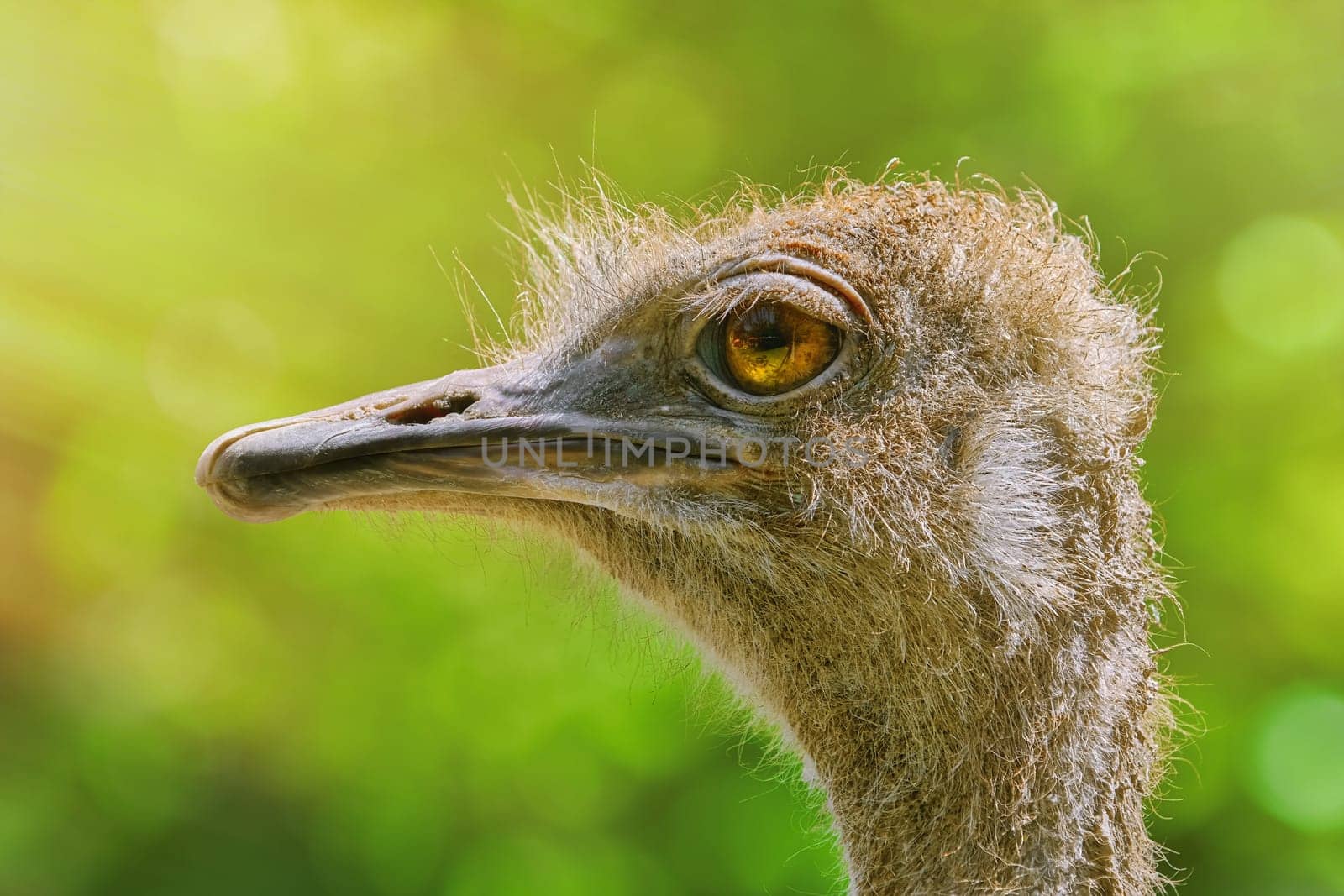 Portrait of Ostrich against Green Background