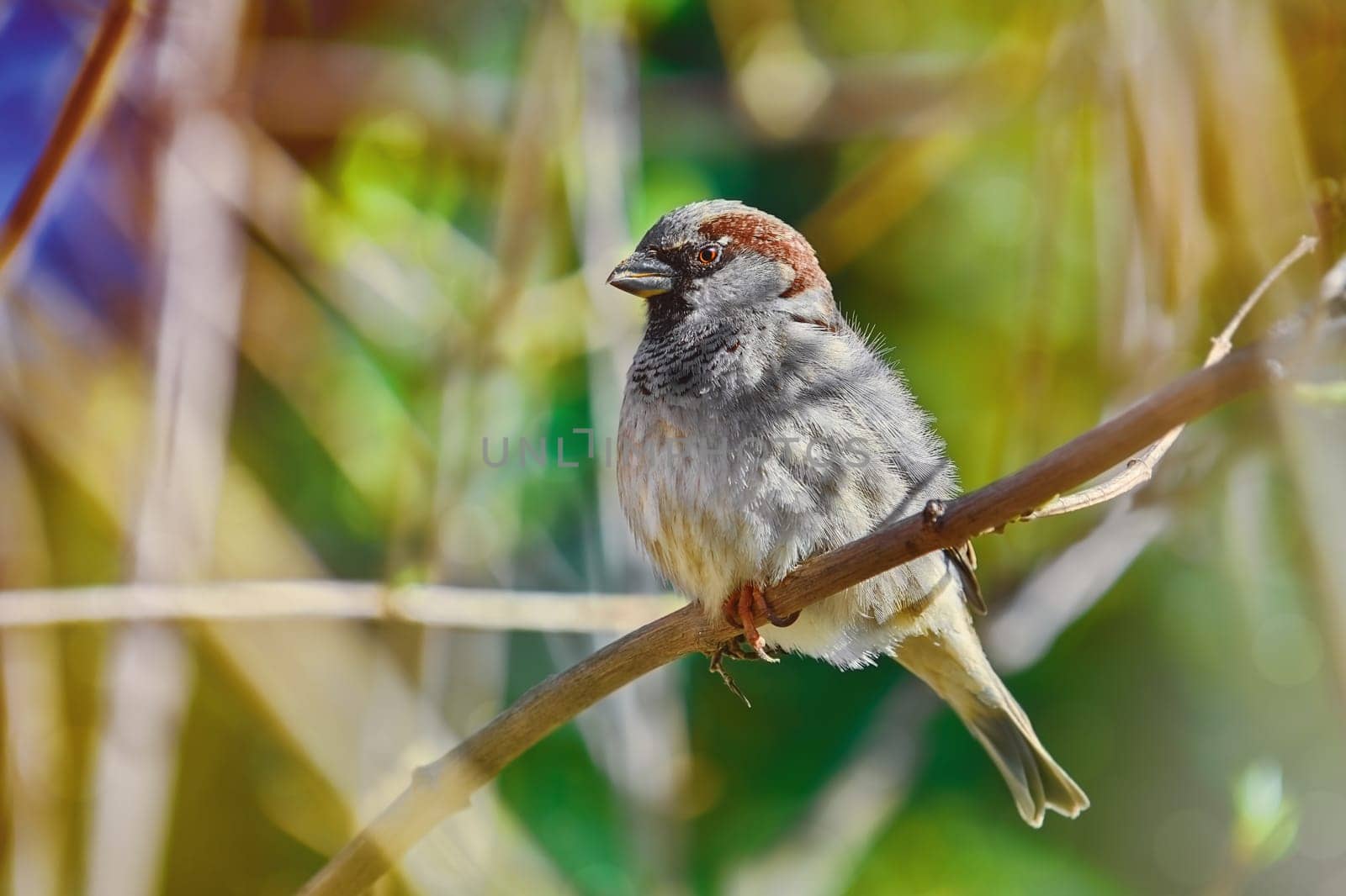 True Sparrow perching on the Branch