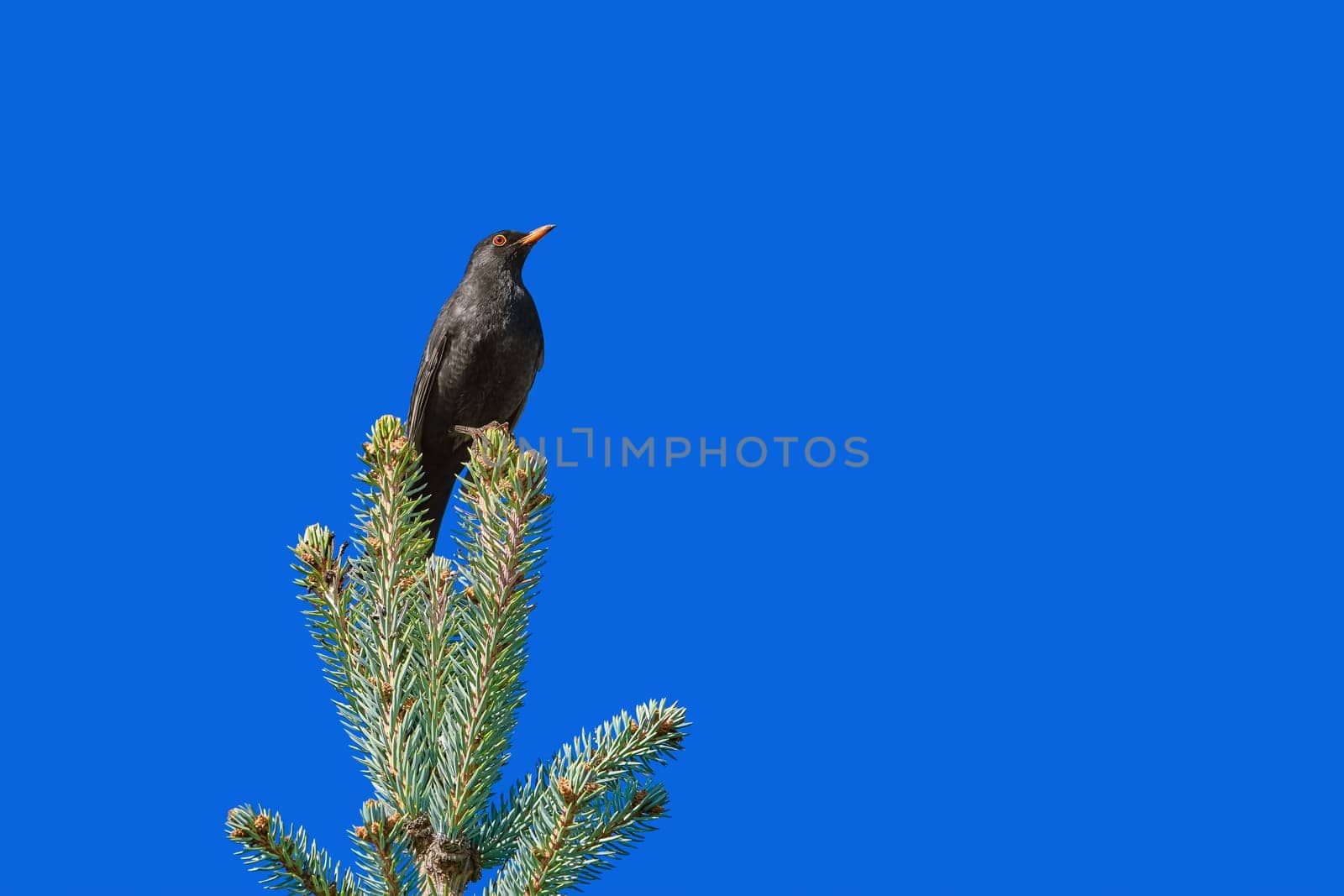 Blackbird (Turdus merula) on the Top of Tree
