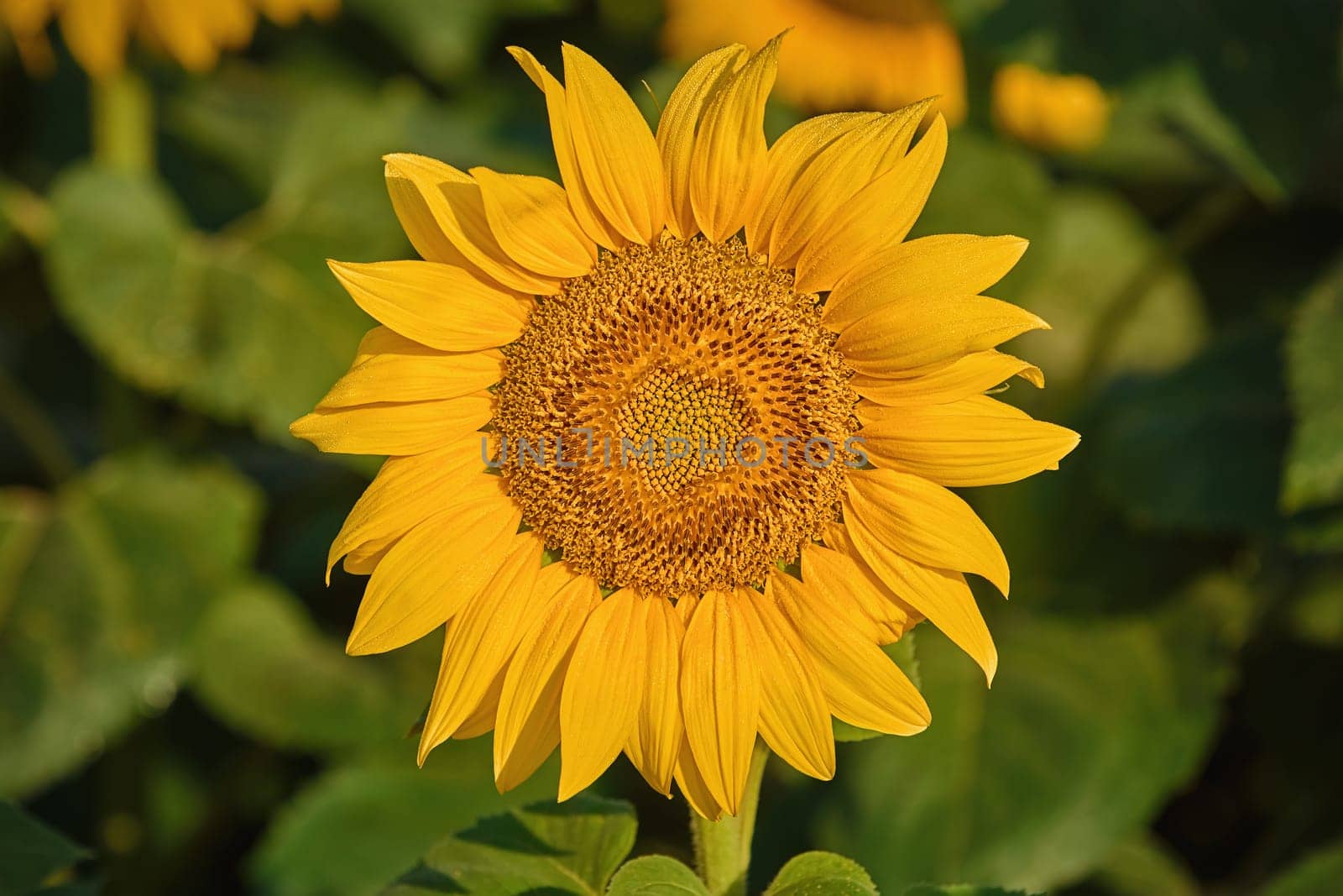 Yellow Sunflower on the Green Background