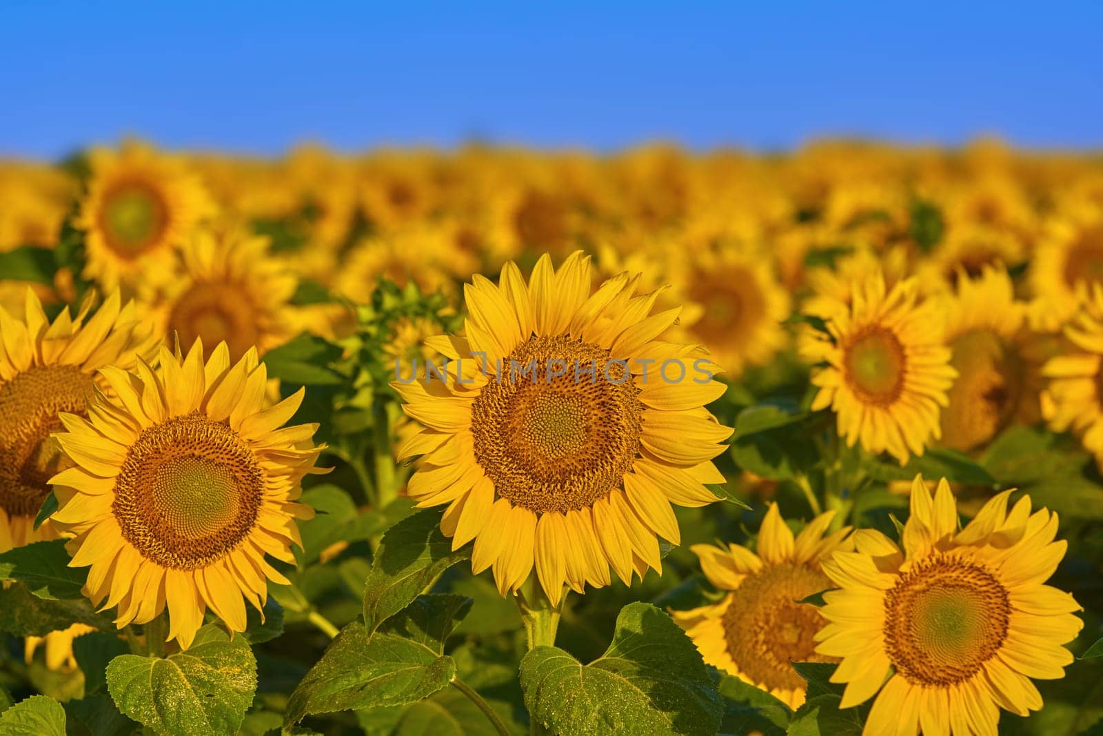 Field of Sunflowers in Bulgaria