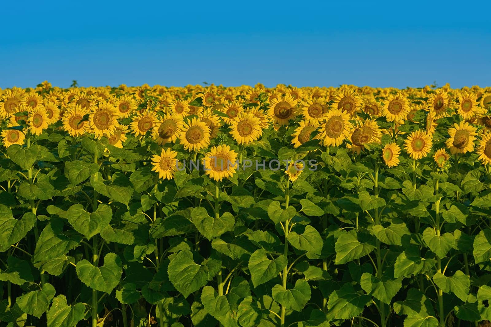 Yellow Sunflowers on the Background of Blue Sky