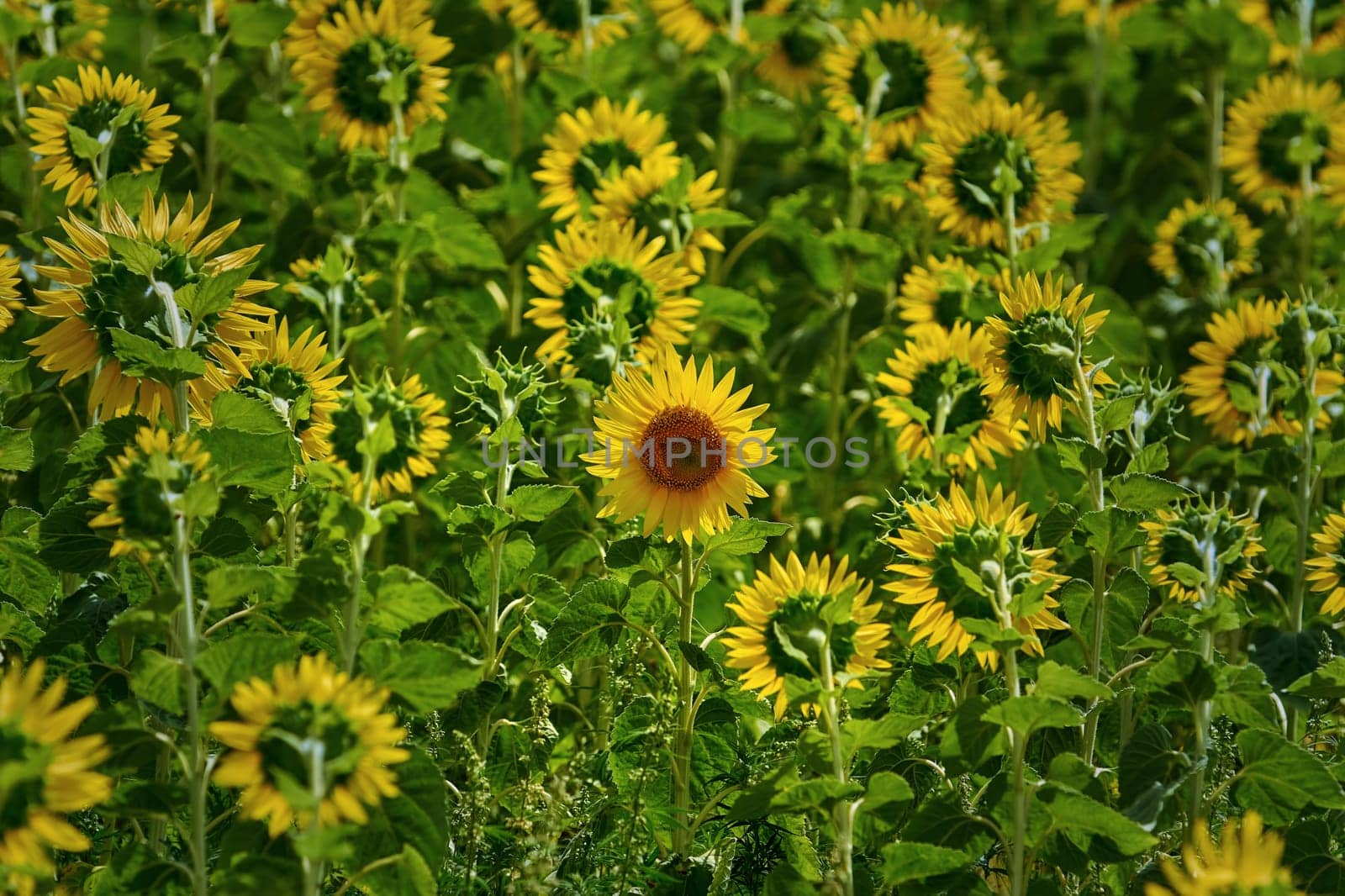 One of all Sunflowers Grows not Like Other Ones
