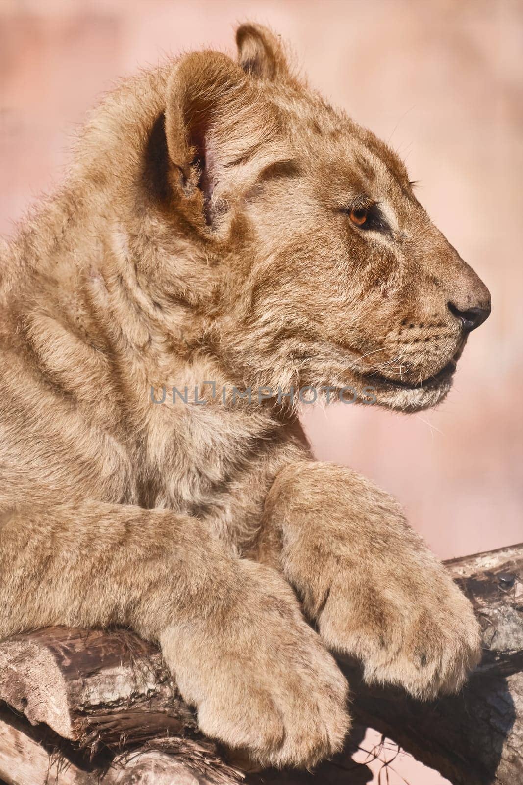 Portrait of Young Lion