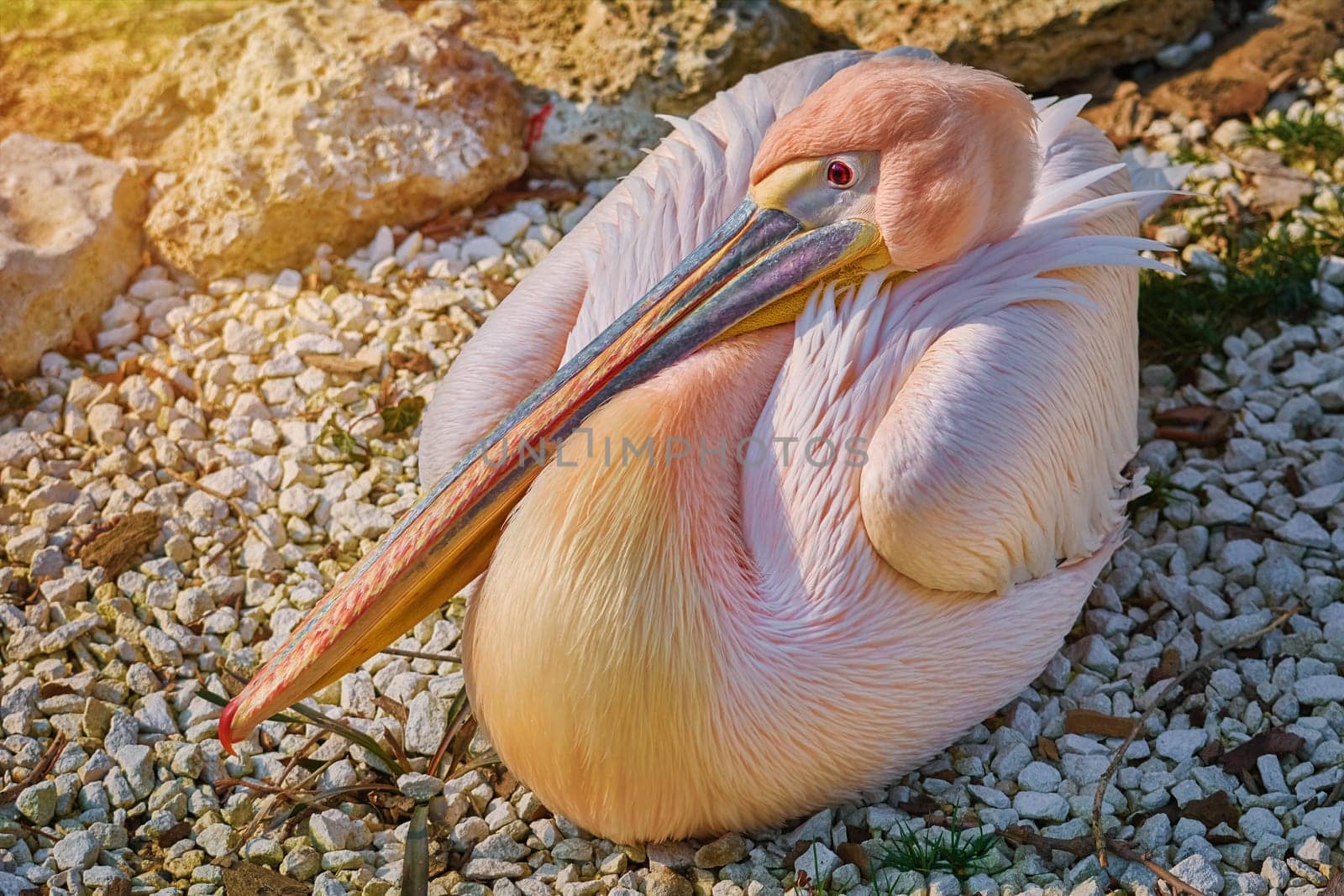 Great White Pelican (Pelecanus Onocrotalus) Resting on the Ground