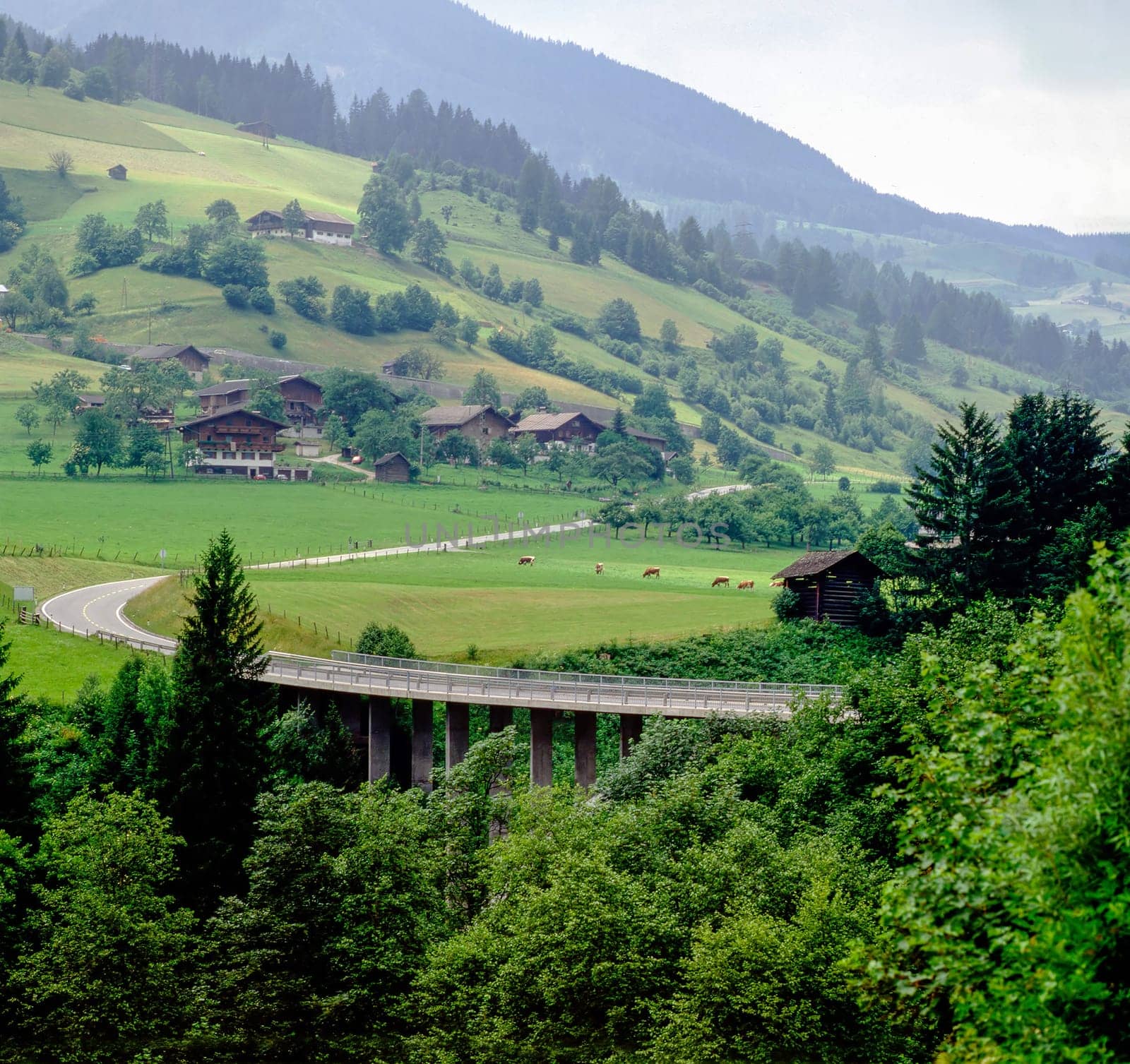Austrian country  scenery with road and cattle