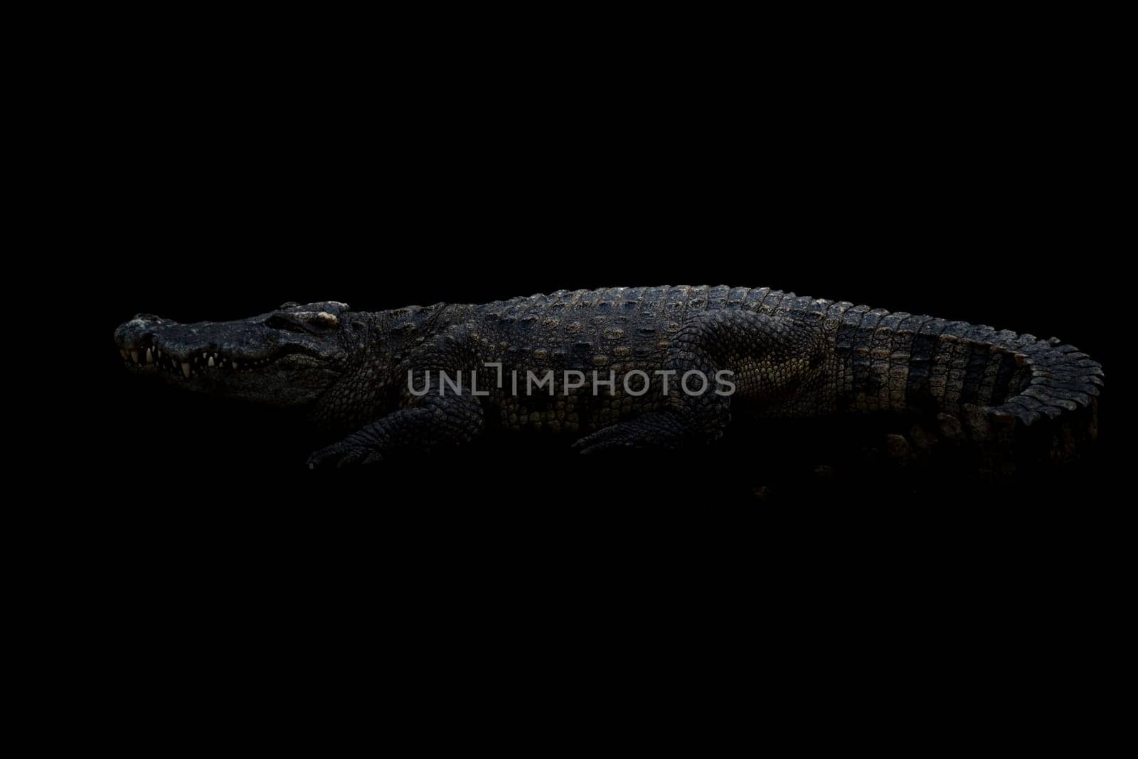 siamese crocodile ( Crocodylus siamensis ) in the dark
