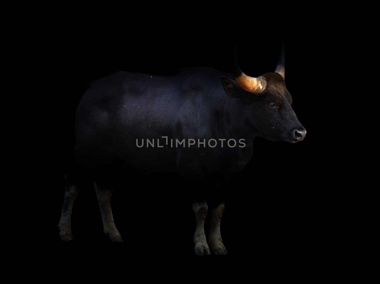 gaur ( Bos gaurus ) standing in the dark