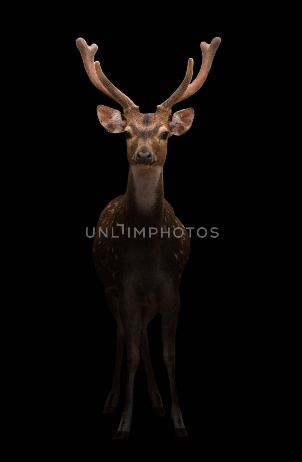 male axis deer standing in the dark