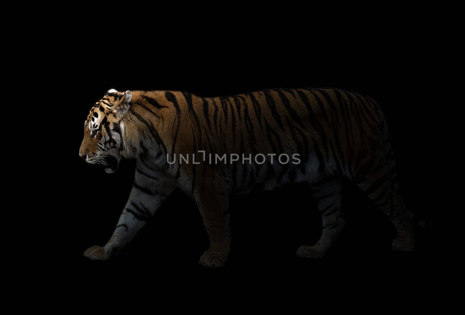 male siberian tiger standing in the dark