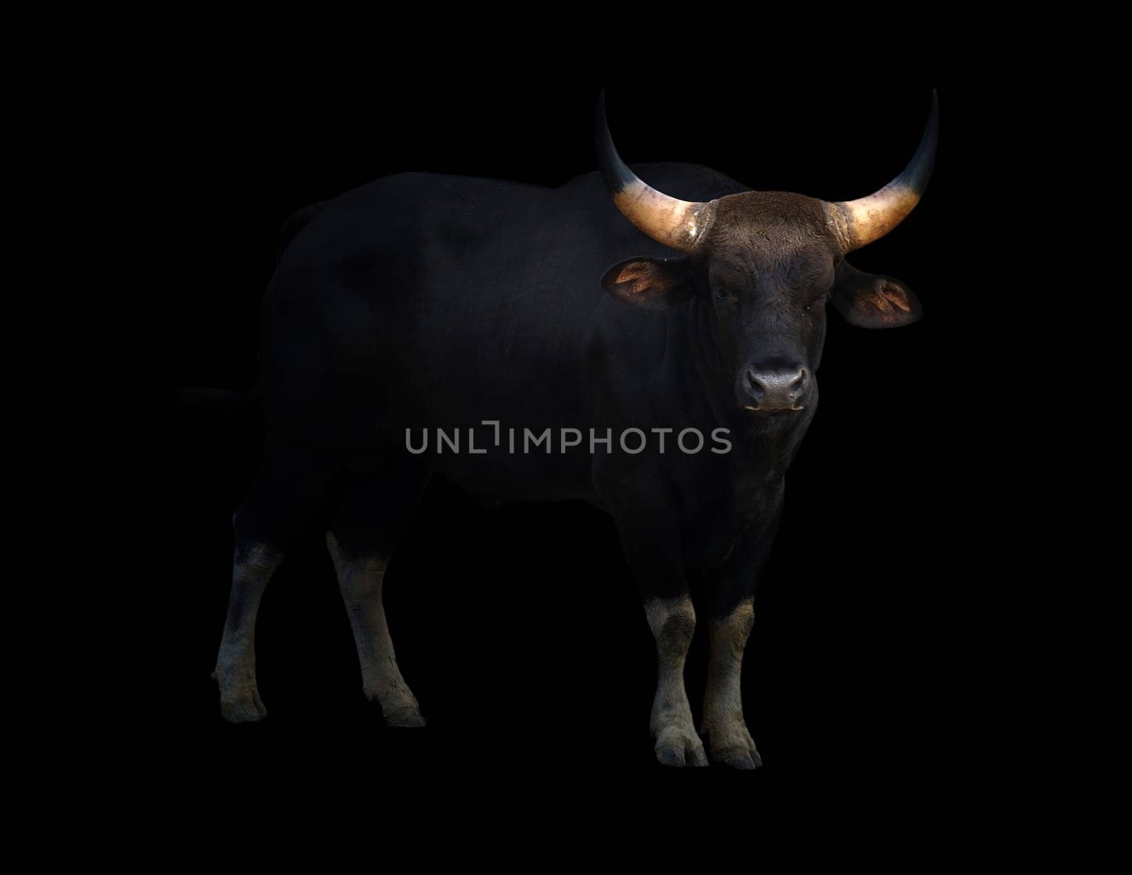 gaur ( Bos gaurus ) standing in the dark