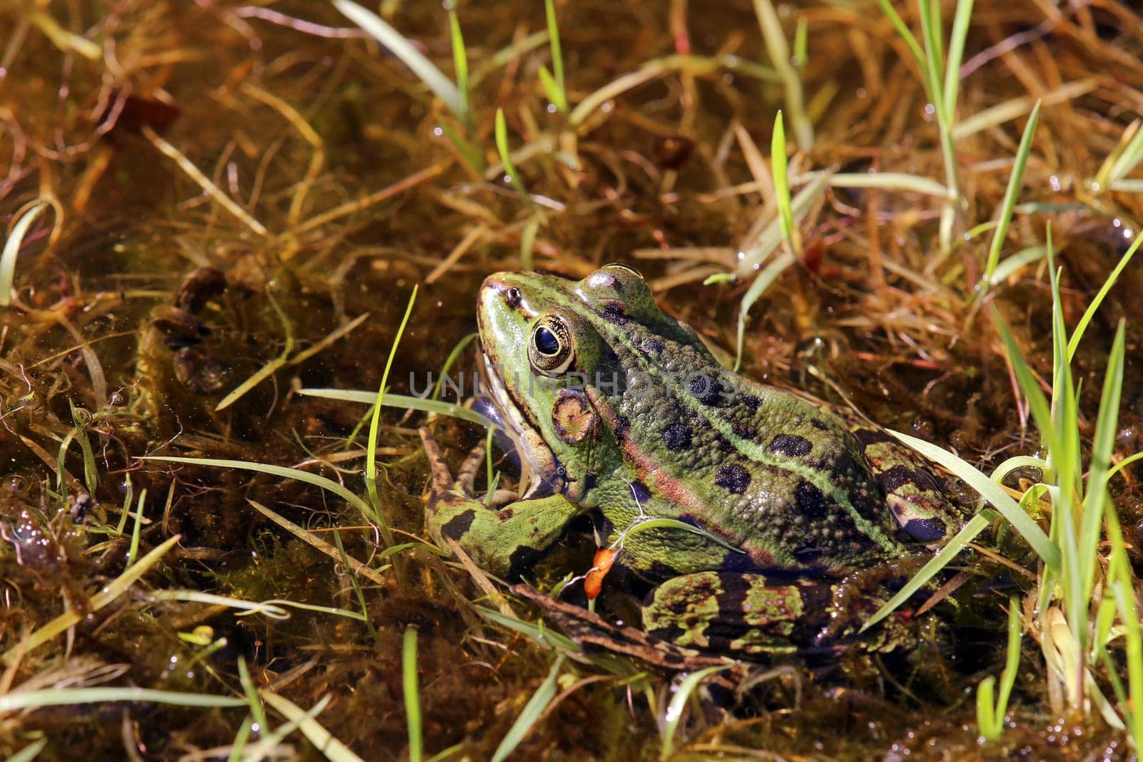 Pond frog Pelophylax esculenta at the water's edge