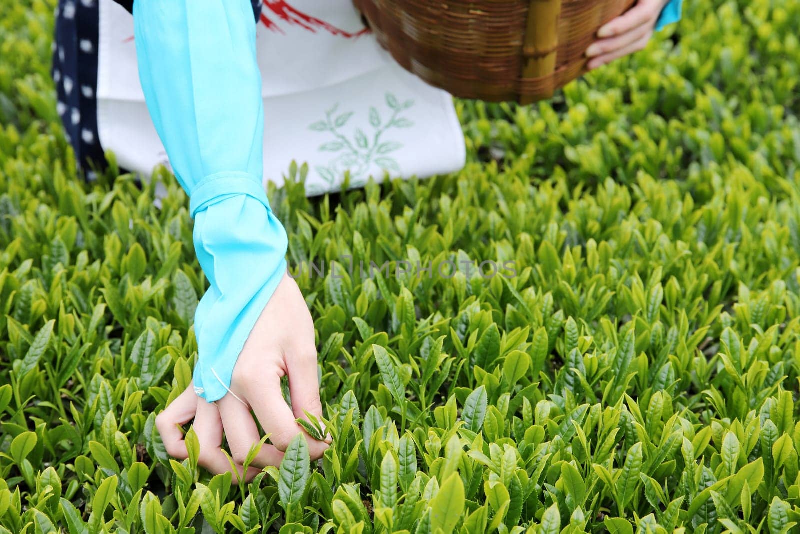 Japanese woman harvesting tea leaves on farmland of tea plantation