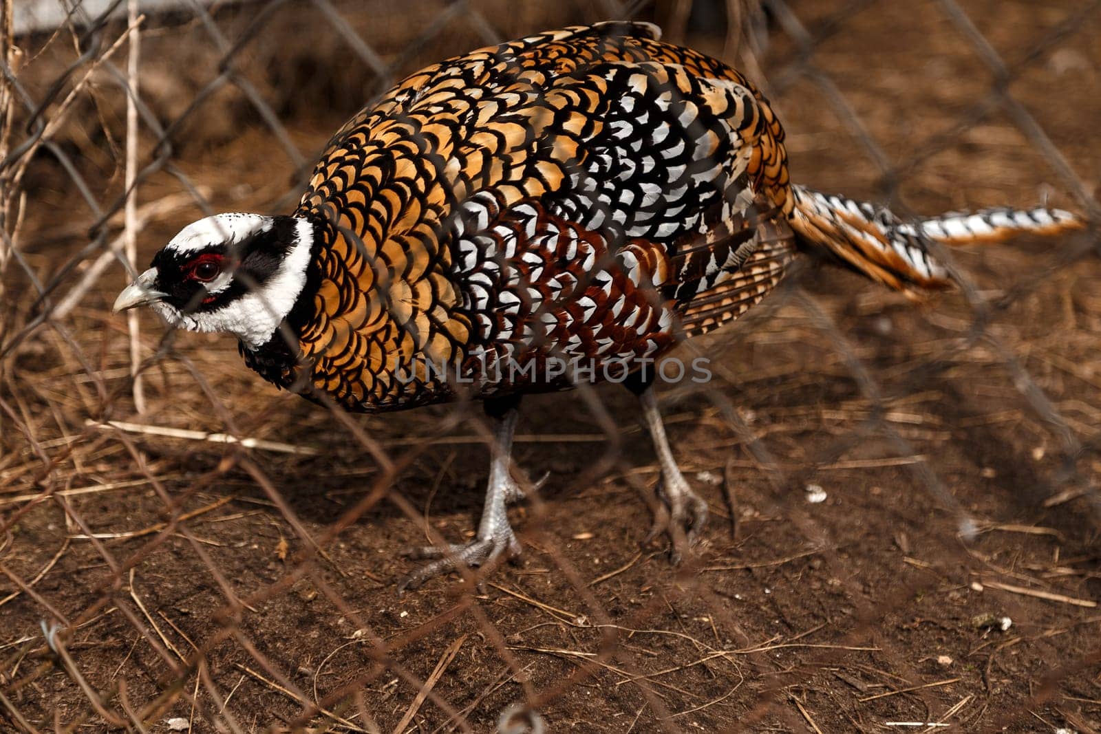 Partridge golden in the enclosure of the zoo