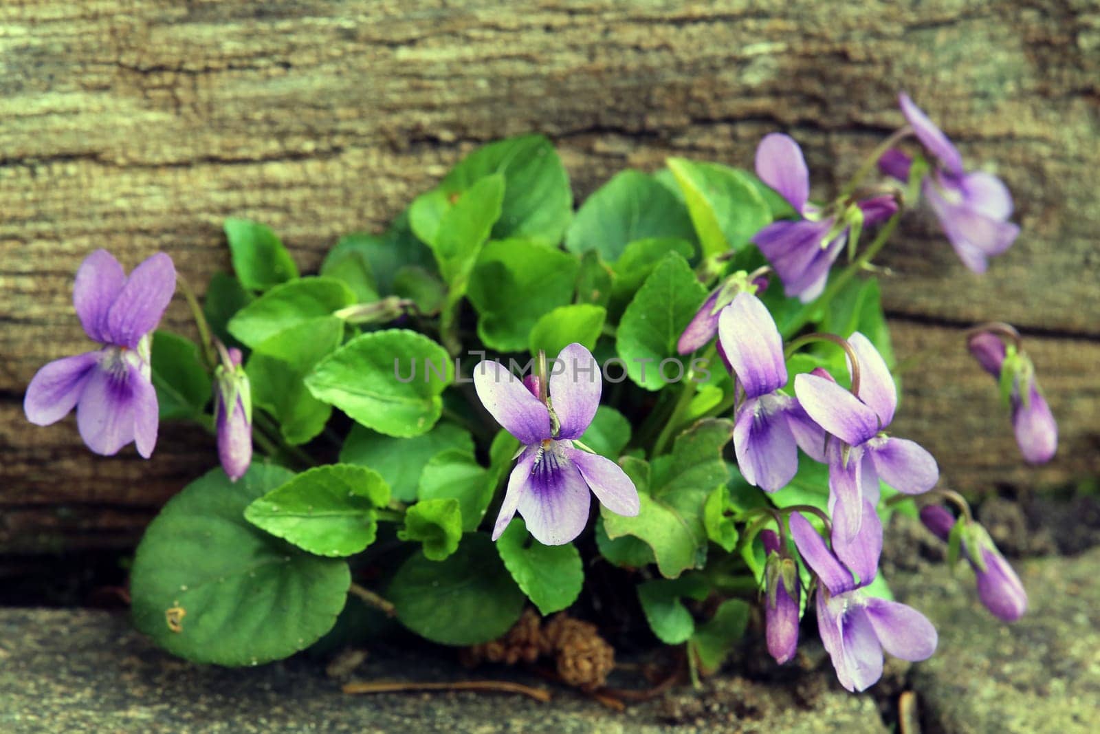 Fragrant violet Viola odorata in the natural garden