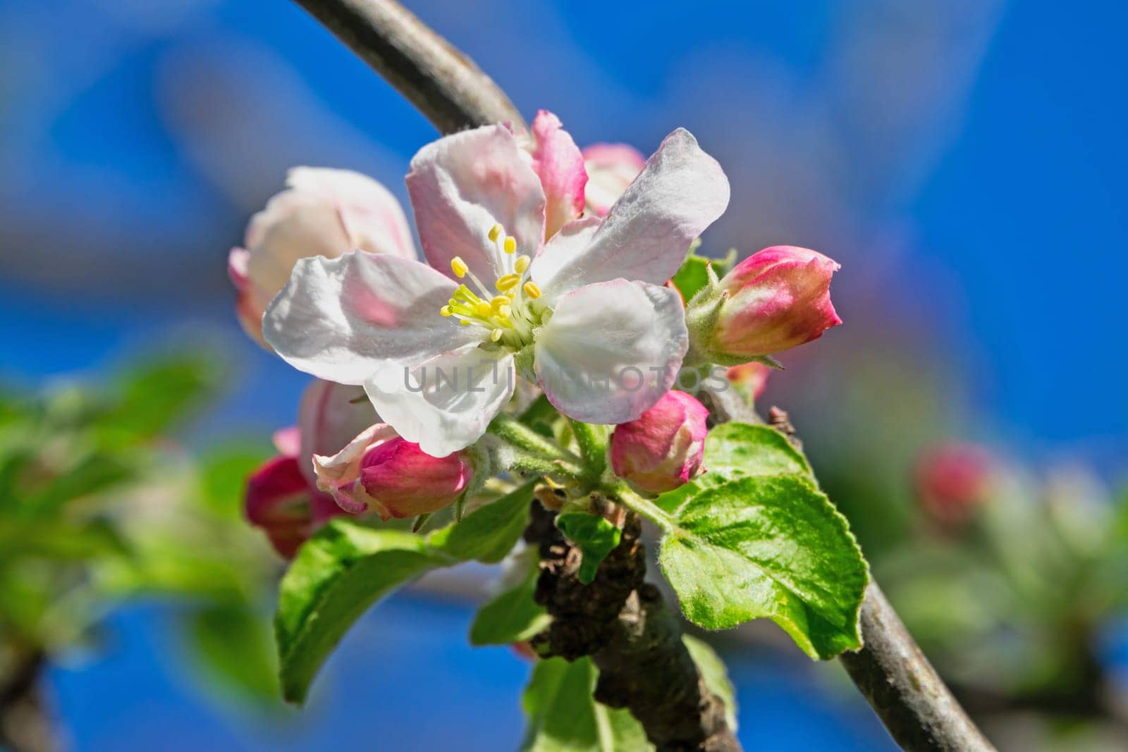 Apple blossom,close-up of the flowering of an apple tree in spring