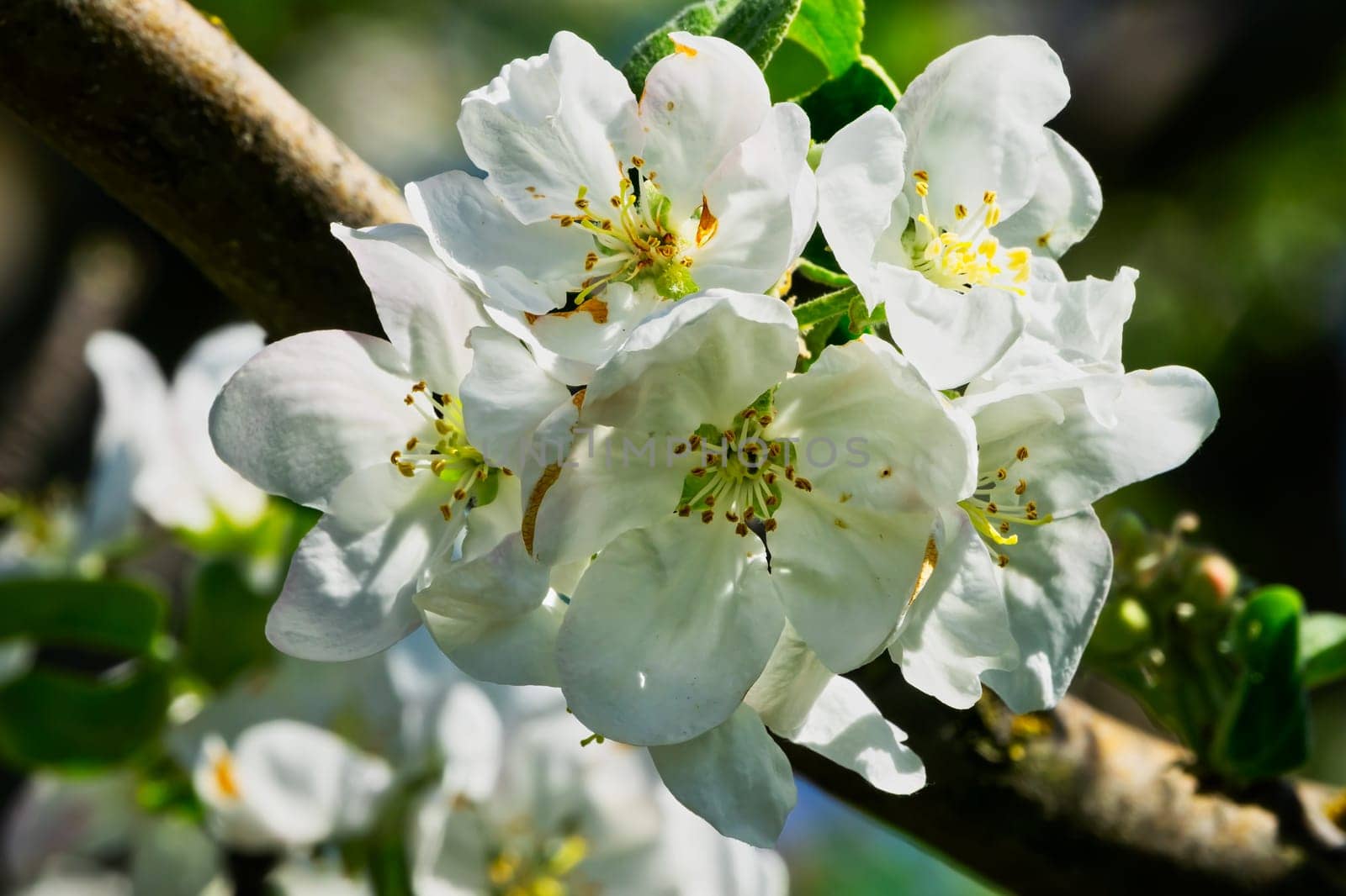 Apple blossom,close-up of the flowering of an apple tree in spring