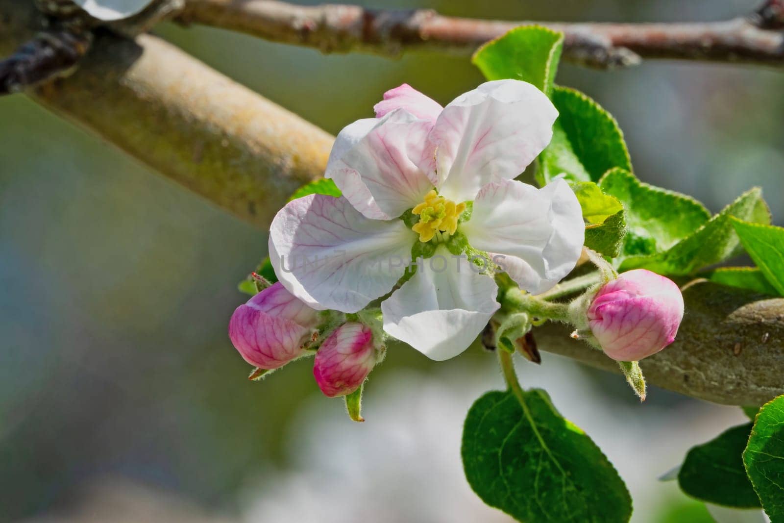 Apple blossom,close-up of the flowering of an apple tree in spring