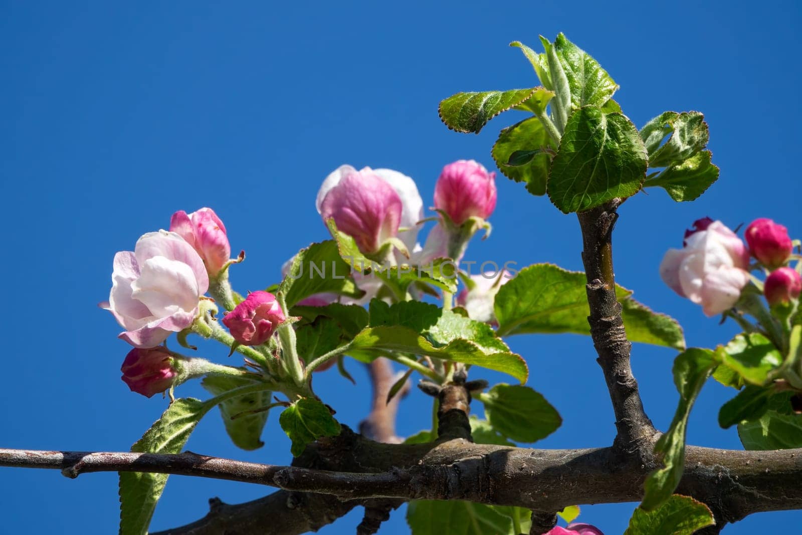 Apple blossom,close-up of the flowering of an apple tree in spring