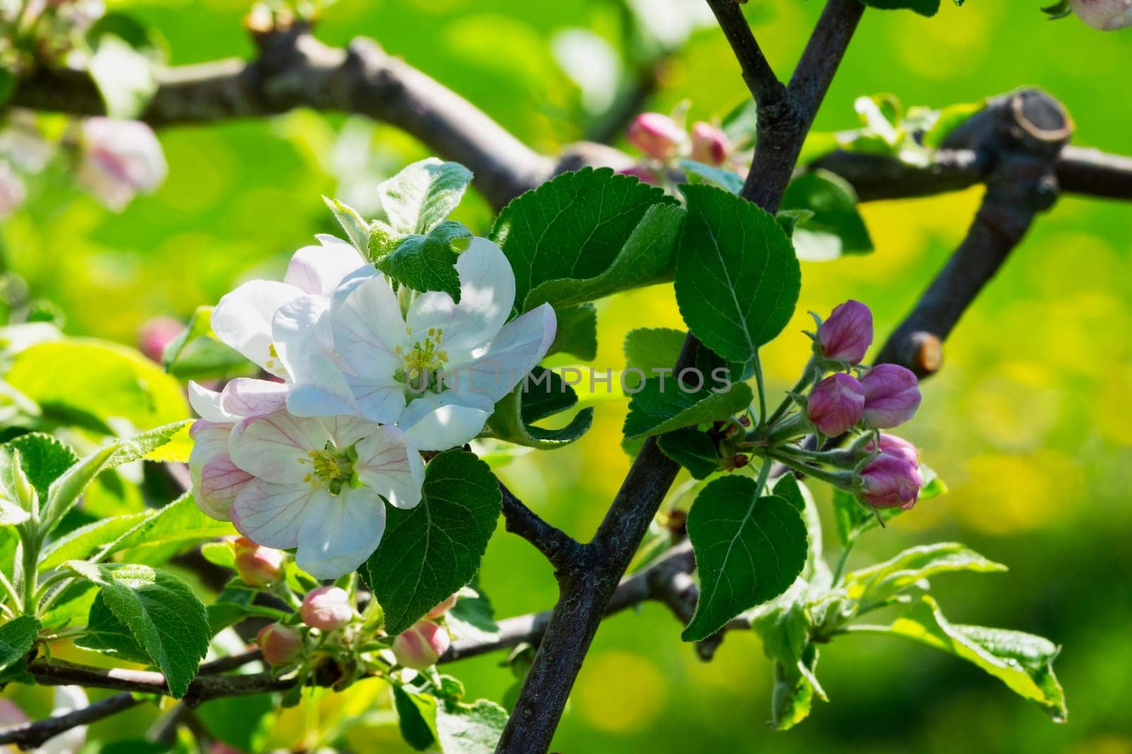Apple blossom,close-up of the flowering of an apple tree in spring