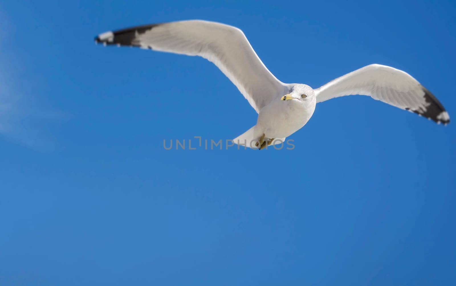 Single Seagull flying in blue clear sky