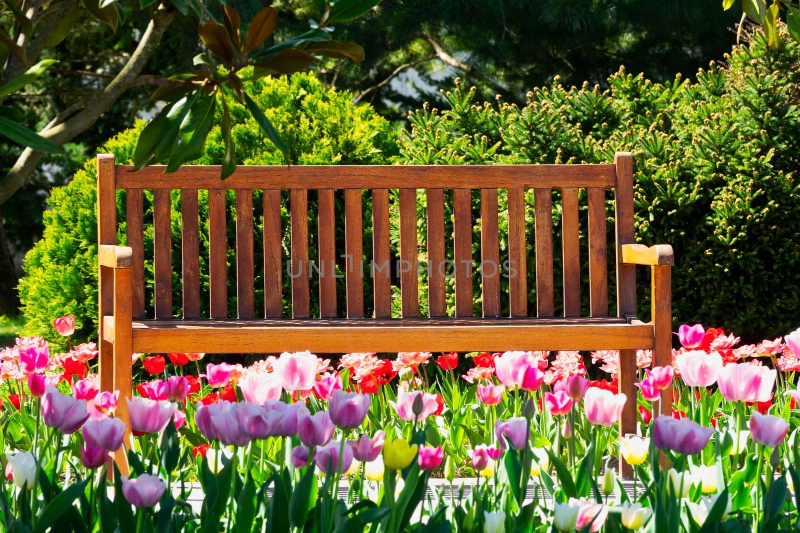Recreation in spring,outdoor bench with tulips