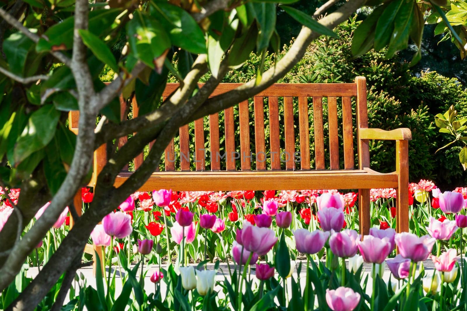 Recreation in spring,outdoor bench with tulips