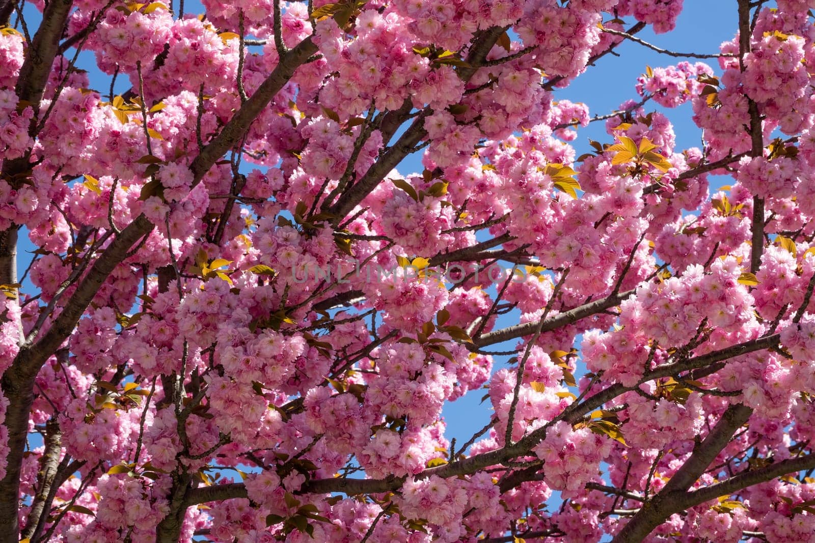 Tree in spring,magnificent pink flowers in bright weather