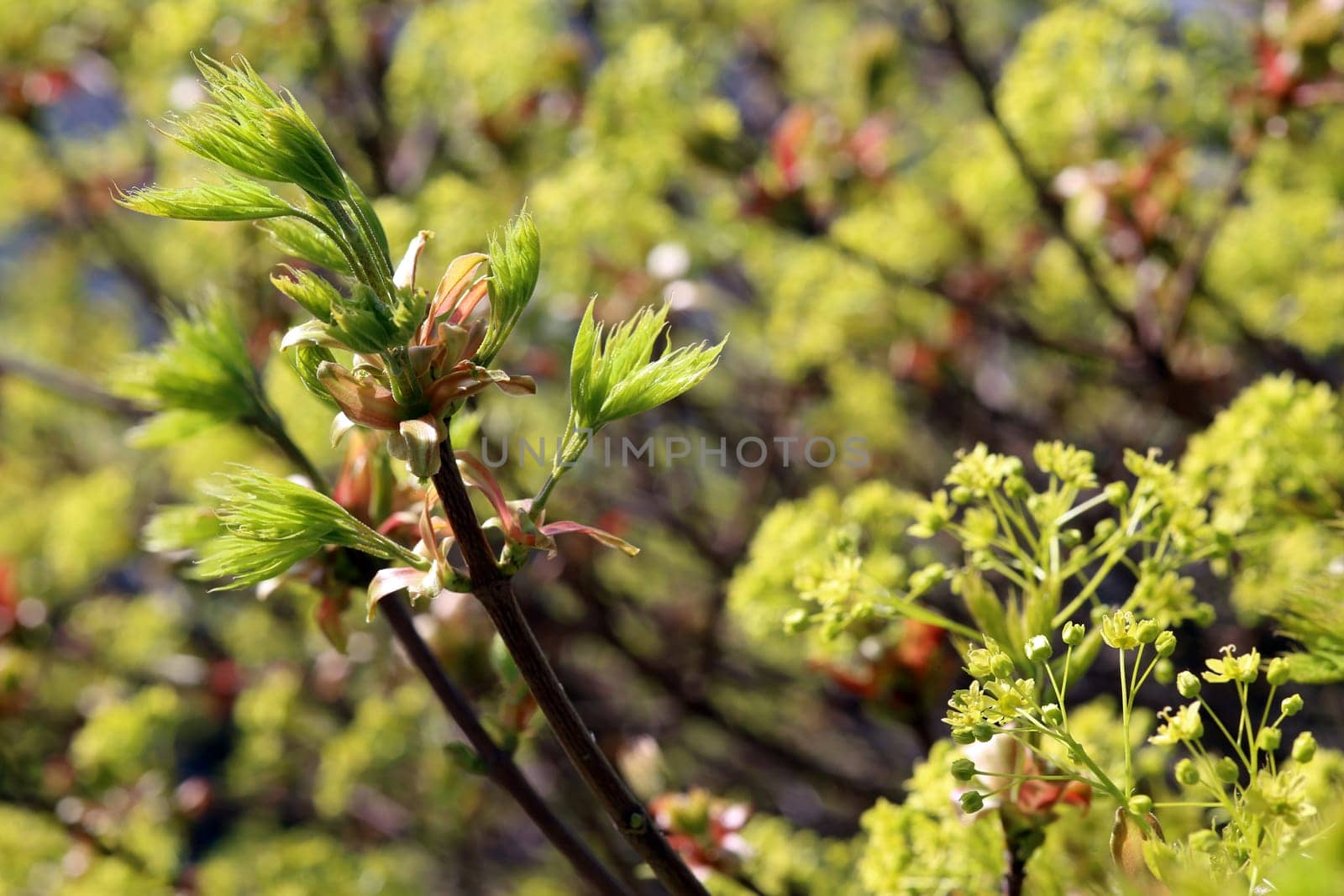 Young leaves and inflorescences on maple