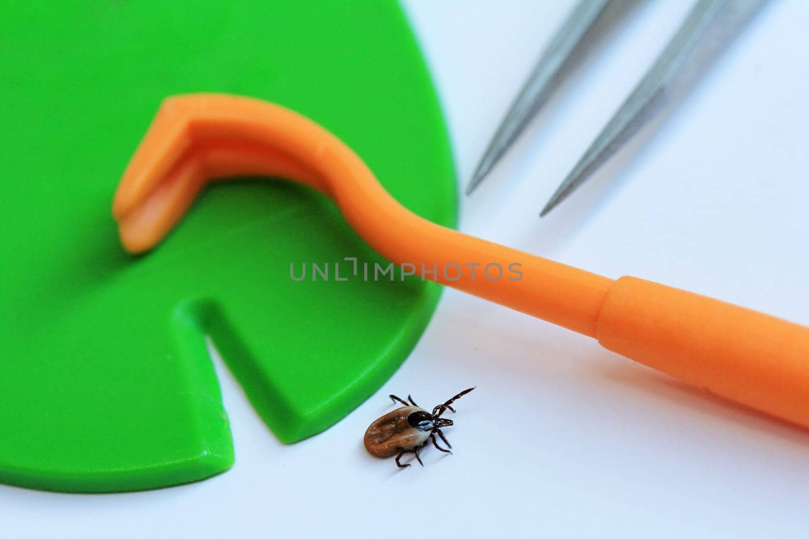 Proper and fast removal of a tick with a tick hook,tweezers or tick card