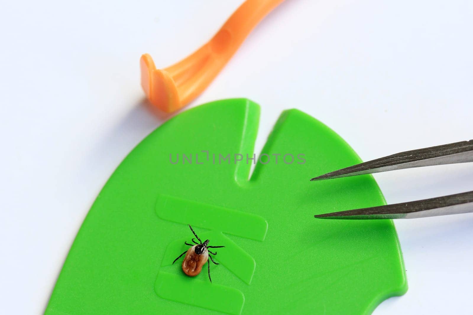 Proper and fast removal of a tick with a tick hook,tweezers or tick card