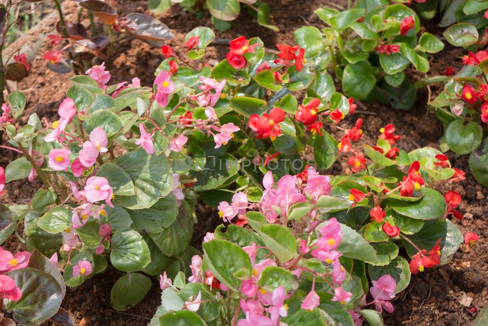 Red and pink flower with sun light, stock photo