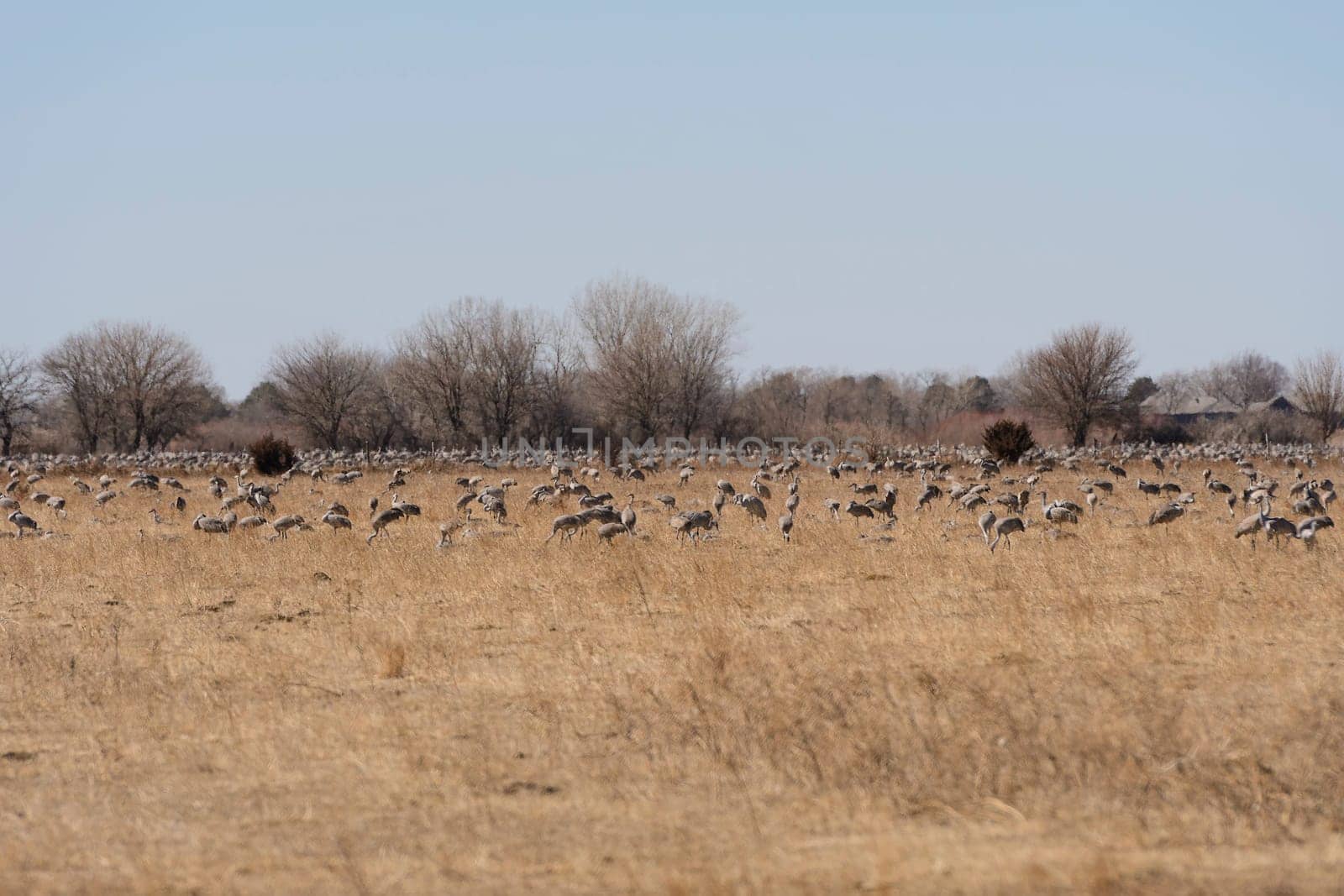 Large Group of Cranes in a Farm Field near Kearny, Nebraska in Spring