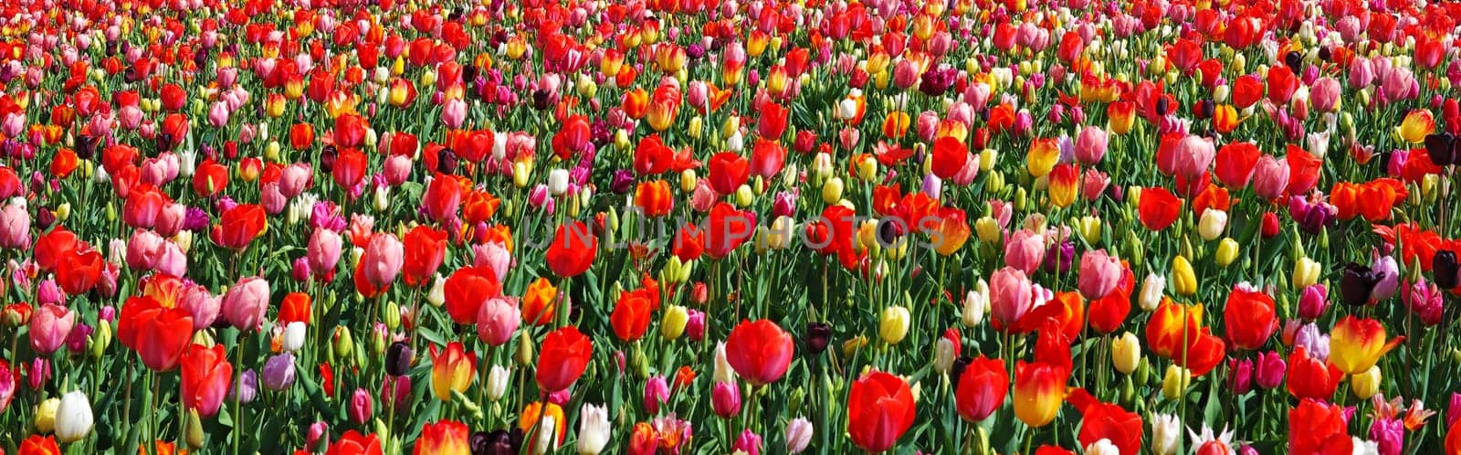 Beautiful landscape with blooming multicolored flowers. Spring outdoor scenery, panoramic view. Panorama of colorful tulips. Flower bed in park, Netherlands