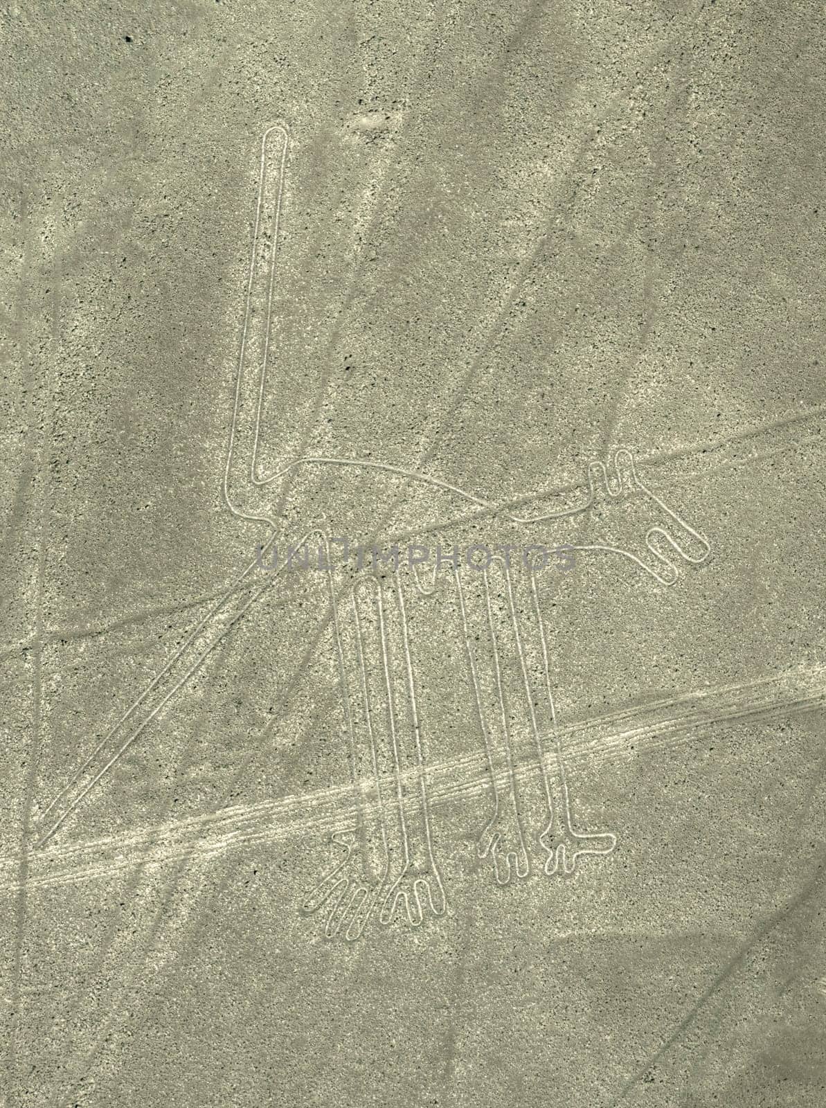 Nazca Lines dog geoglyph in Peru