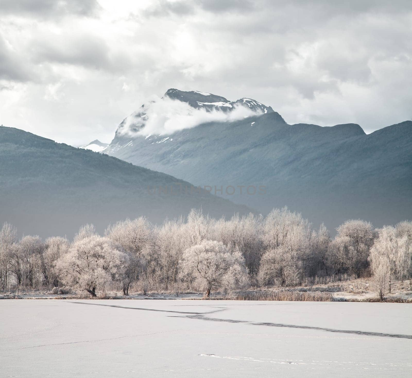winter landscape forest mountains in the background