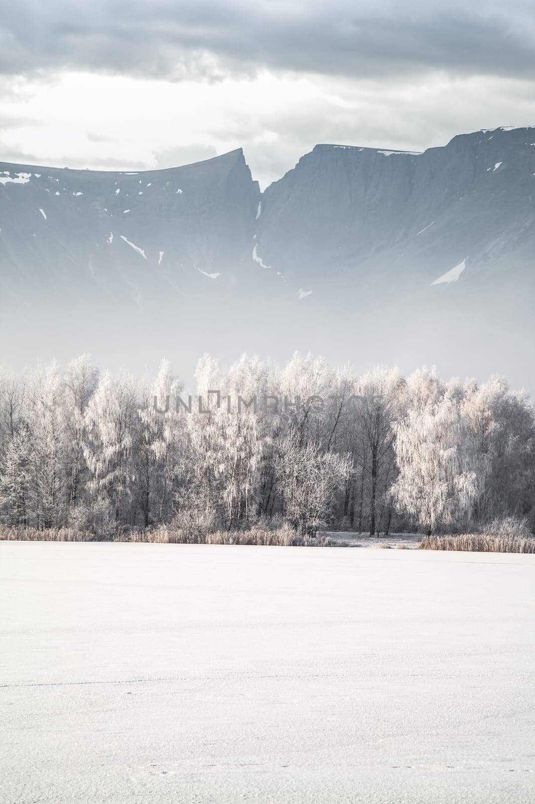 winter landscape forest mountains in the background