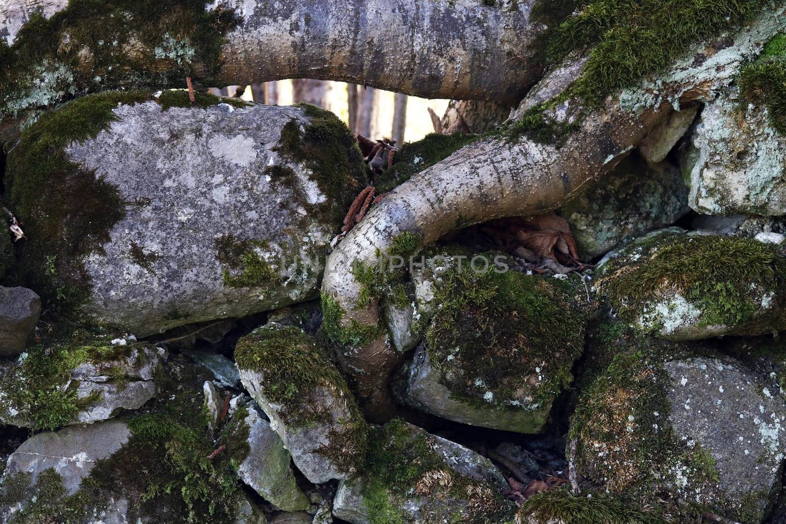 The thick roots of a tree grow through a stone wall