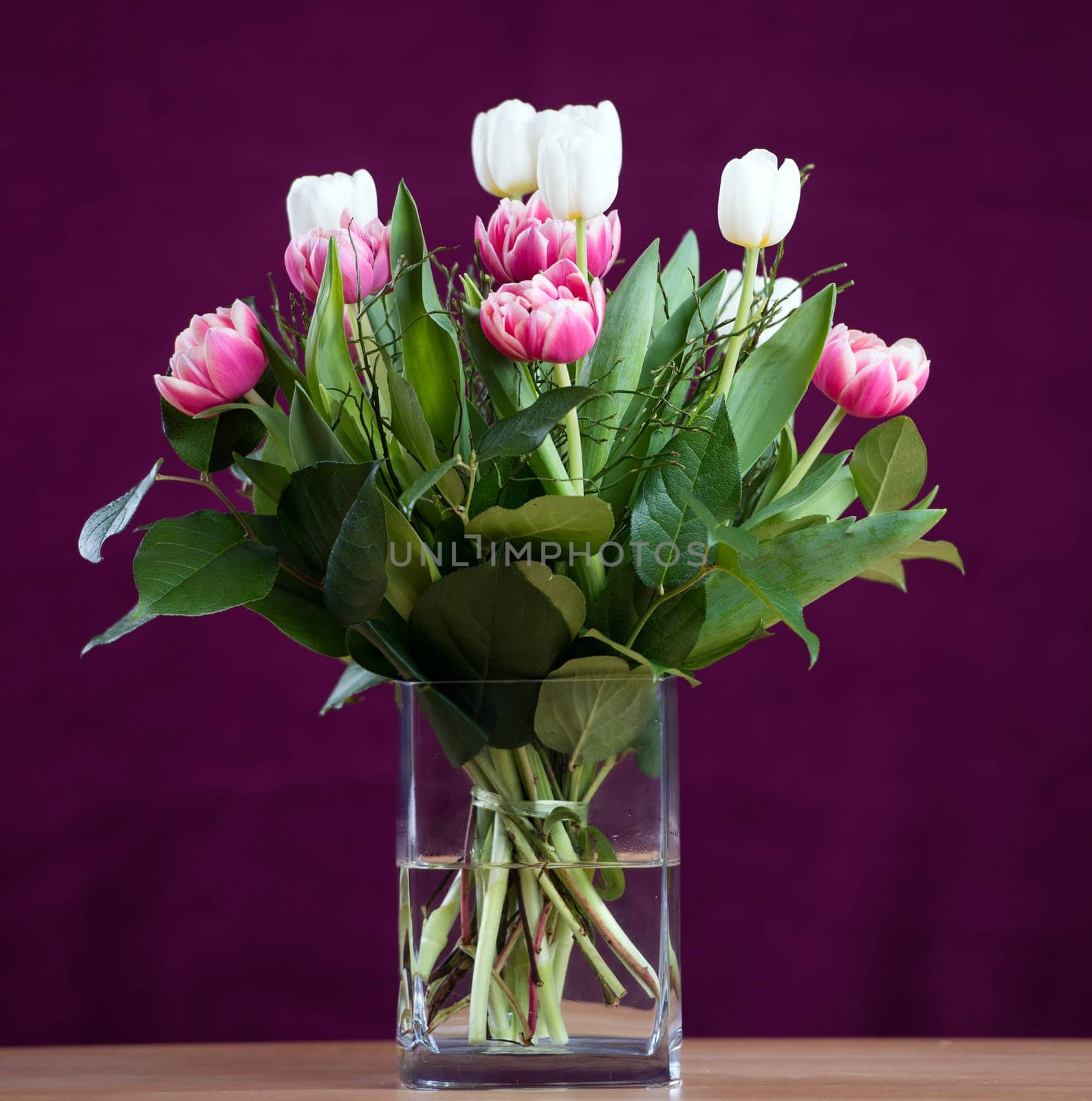 bouquet of white and pink tulips  in front of wine-red  background