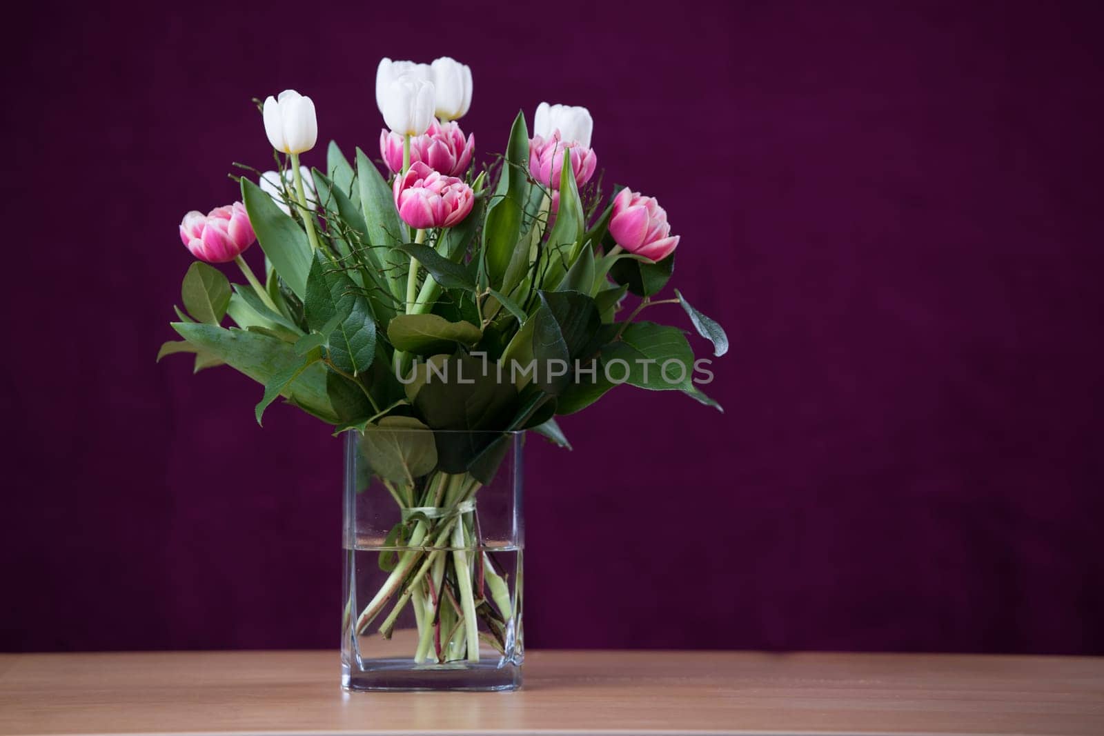 bouquet of white and pink tulips  in front of wine-red  background
