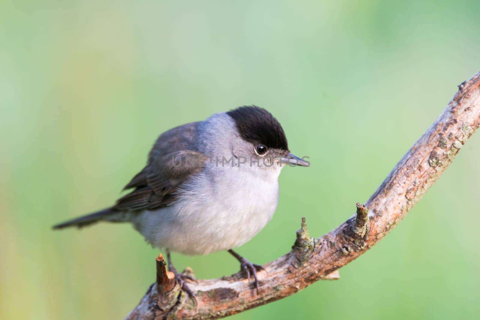 Sylvia atricapilla or curruca capirotada on green background