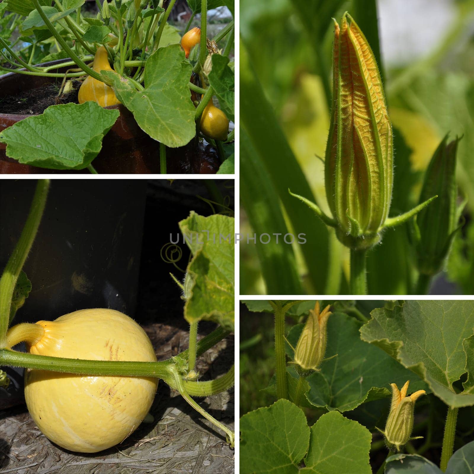 Collage pumpkin in the garden