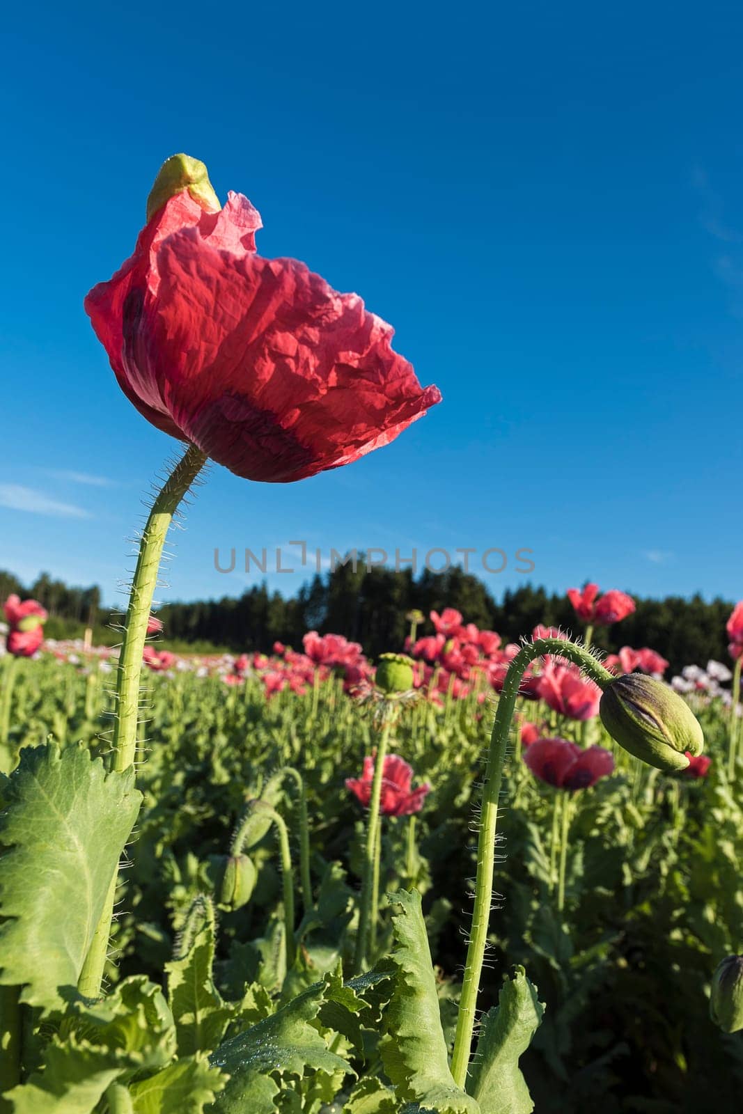 Flowering opium poppy (Papaver somniferum),Lower Austria,Austria