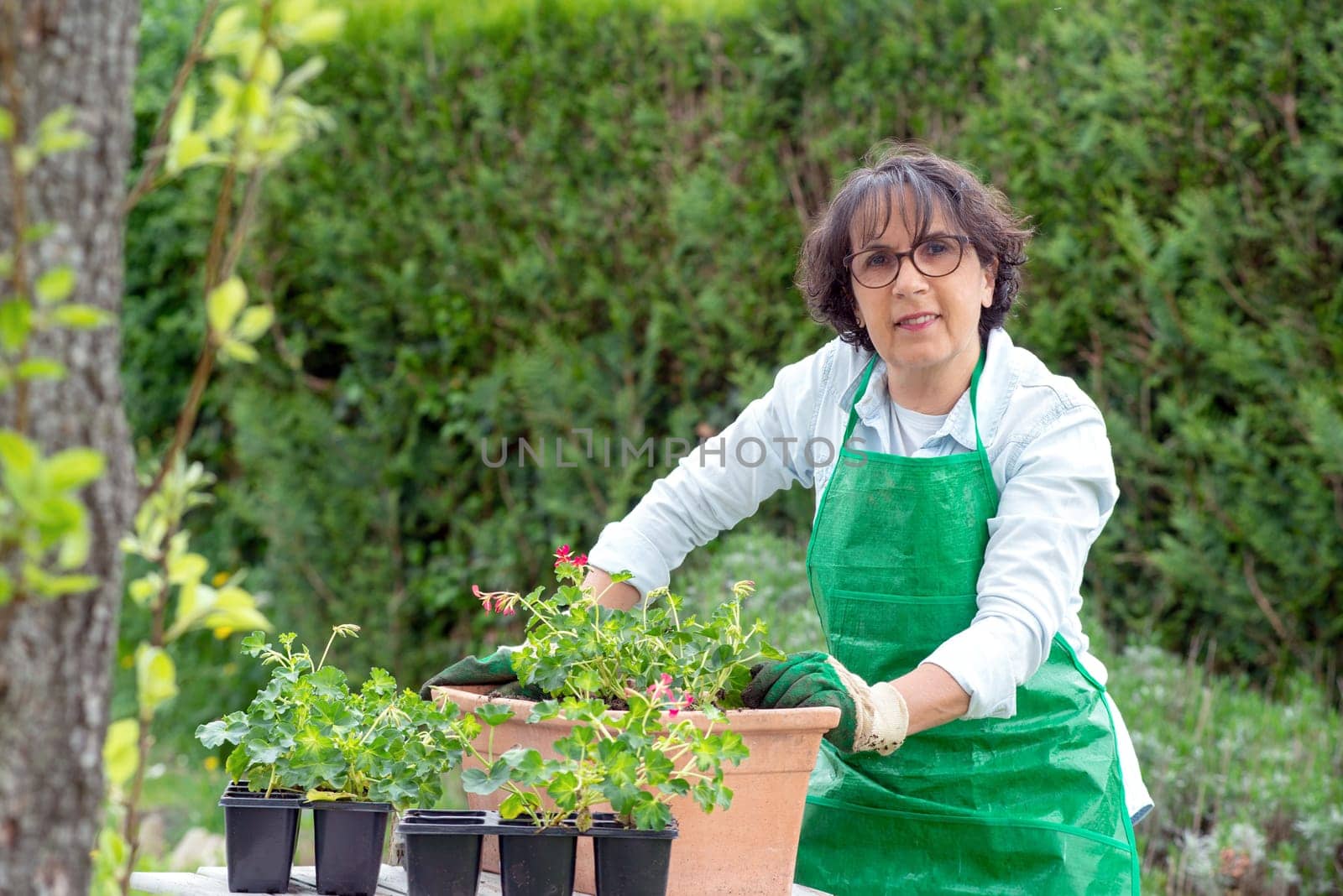 woman potting geranium flowers, outdoors