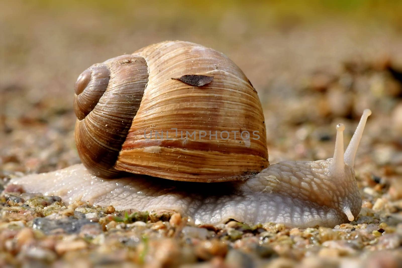 Vineyard snail in the garden