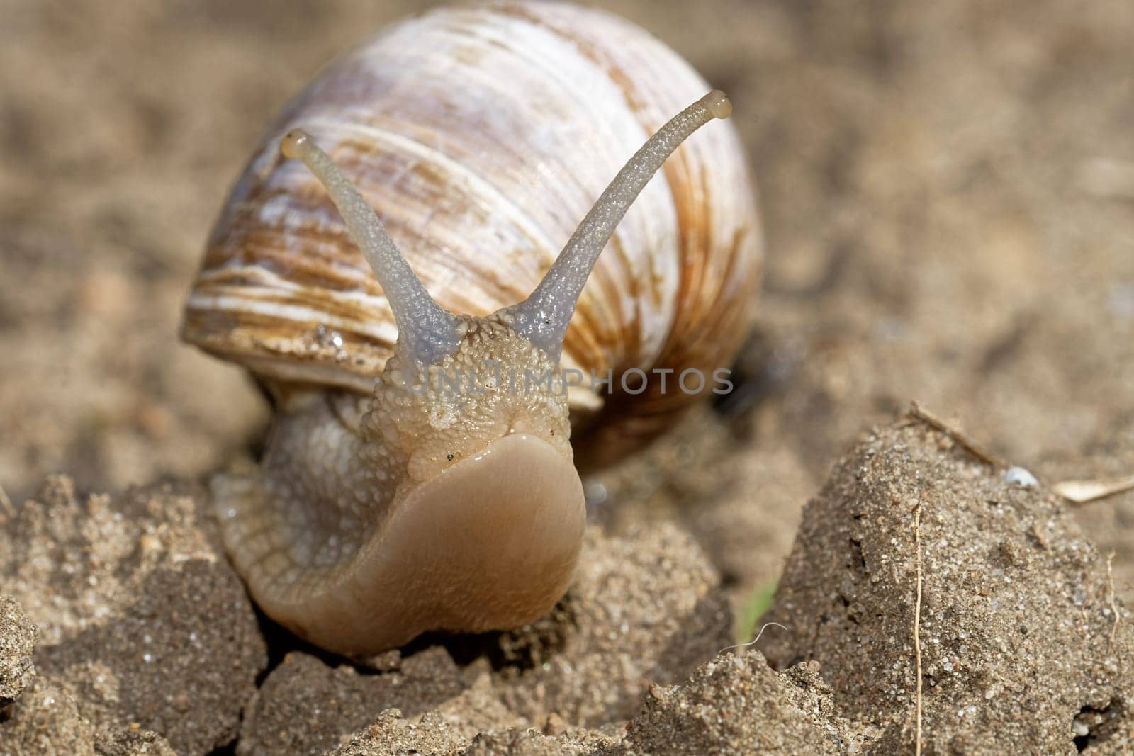 Vineyard snail in the garden