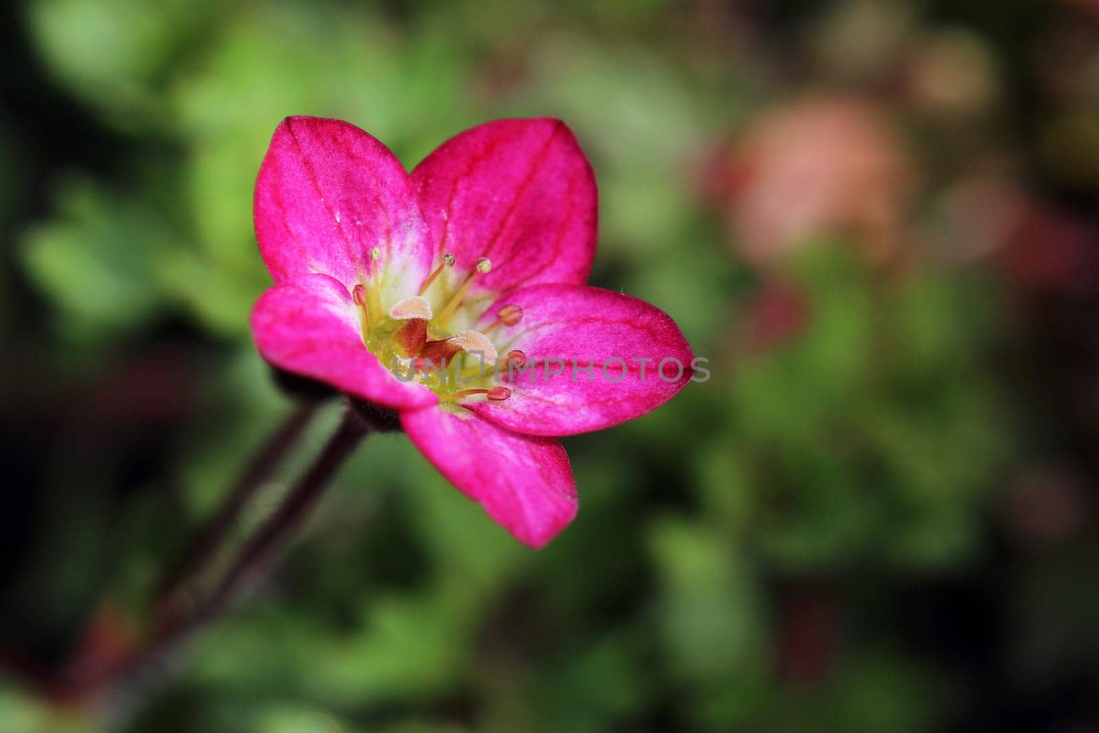 Macro Image Single Flower Red Stone Bream Saxifraga
